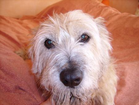 My doggy !!!